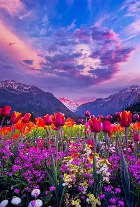 imagenes de flores bonitas.